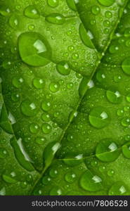 fresh green leaf with water droplets