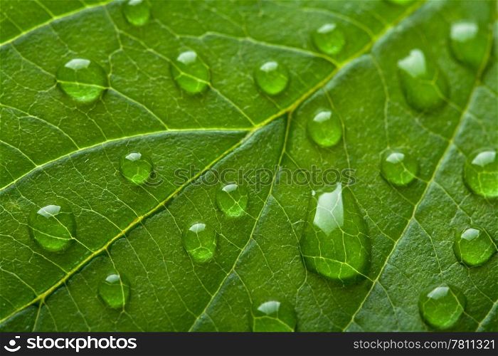 fresh green leaf with water droplets
