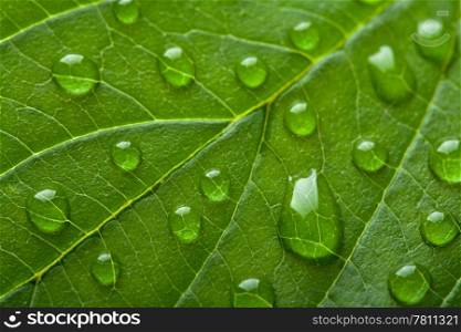 fresh green leaf with water droplets