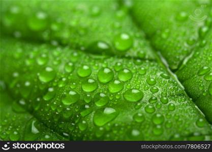 fresh green leaf with water droplets (shallow DOF)