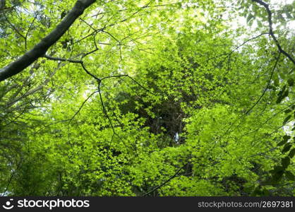 Fresh green leaves