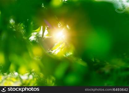 Fresh green leaves background, rays of the sun make their way through the leaves of the tree, springtime rebirth of nature concept. Fresh green leaves background