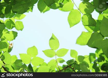 Fresh green leaves frame