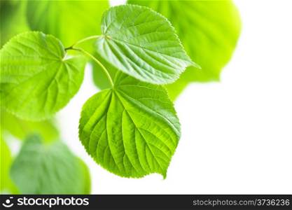 fresh green leaves frame isolated