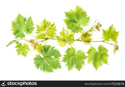 Fresh green leaves. Grape vine leaf isolated on white background. Vine sprig