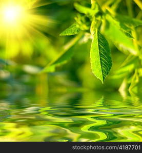 Fresh green leaves highlighted by sun.