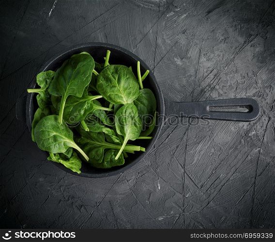 fresh green leaves in a black round frying pan with a handle on a black textural background, top view. fresh green leaves in a black round frying pan with a handle