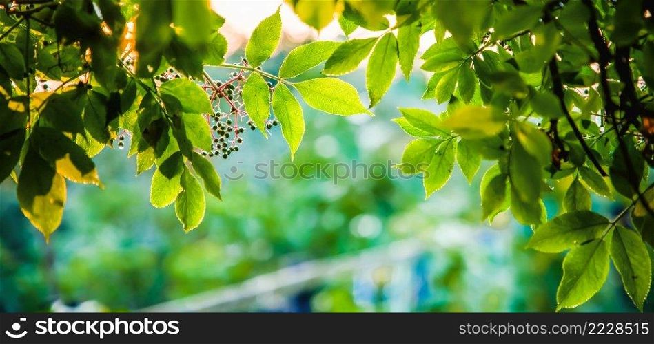 fresh green leaves in spring and bokeh background