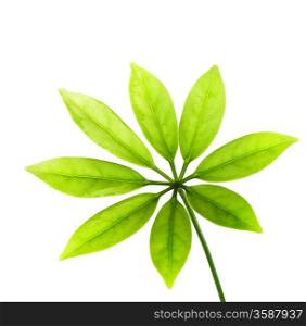 Fresh green leaves isolated on white background