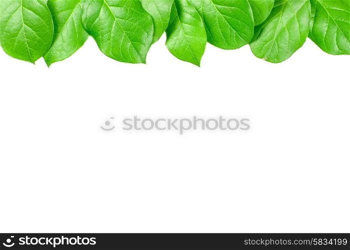 Fresh green leaves isolated on white background