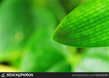 fresh green leaves of houseplants