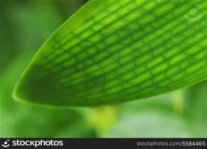 fresh green leaves of houseplants