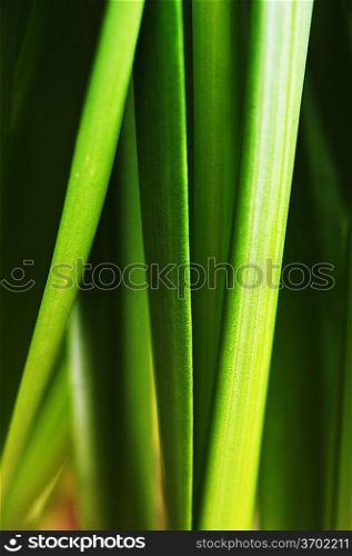 fresh green leaves of narcissus flowers