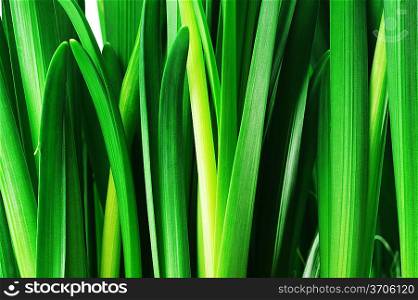 fresh green leaves of narcissus flowers