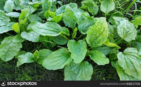 Fresh green leaves of plantain, close-up