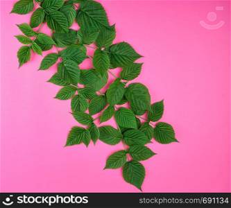 fresh green leaves of raspberry on a pink background, top view