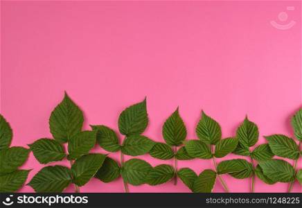 fresh green leaves of raspberry on a pink background, top view, copy space