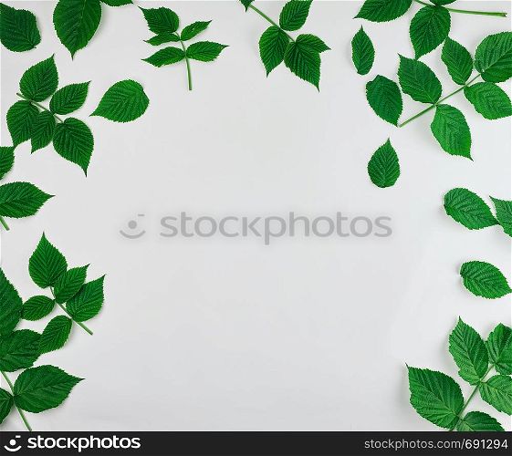 fresh green leaves of raspberry on a white background, full frame, copy space