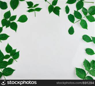 fresh green leaves of raspberry on a white background, full frame, copy space