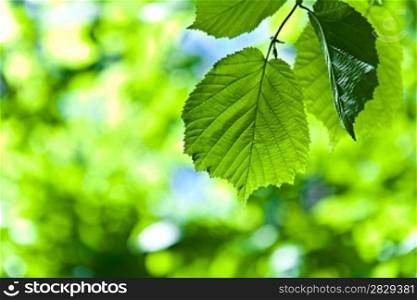 fresh green leaves on a blurry background