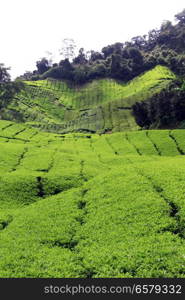 Fresh green leaves on the tea plantation in Malaysia