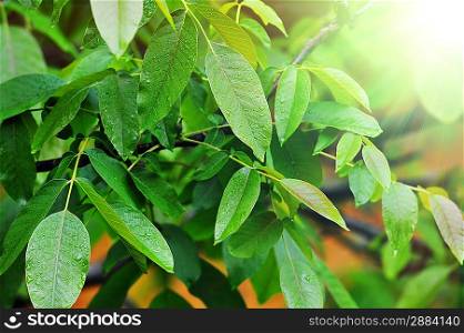 fresh green leaves on tree