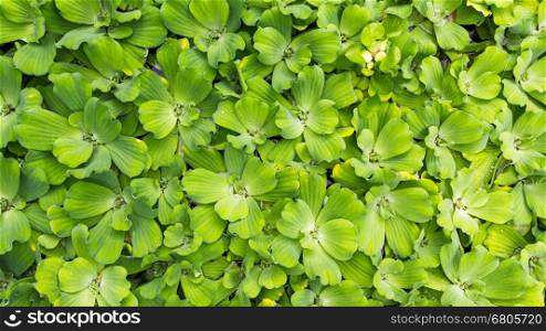 Fresh Green Leaves, Rain drops on fresh green leaves, Green background with leaves