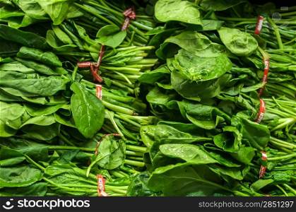 fresh green leaves spinach on display