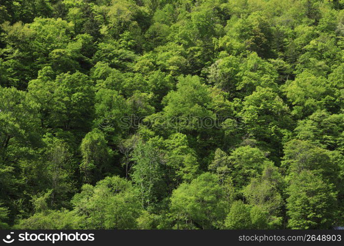 Fresh,Green,Leaves,Wood,Woods,Forest