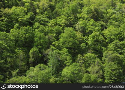 Fresh,Green,Leaves,Wood,Woods,Forest