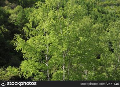 Fresh,Green,Leaves,Wood,Woods,Forest
