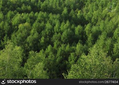 Fresh,Green,Leaves,Wood,Woods,Forest