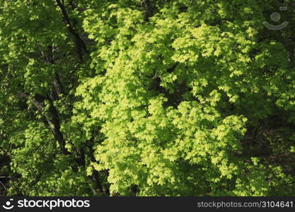 Fresh,Green,Leaves,Wood,Woods,Forest