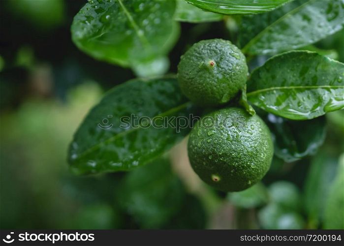 Fresh Green Lemon in Organic Farm. Native to Southeast Asia. Shot on Rainy Day or after Watering.