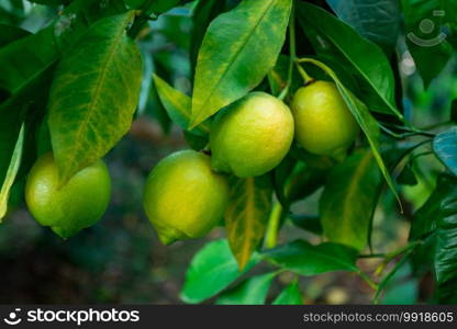 Fresh green lemon limes on tree in organic garden 