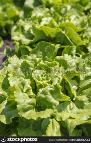 Fresh green lettuce growing on a field.