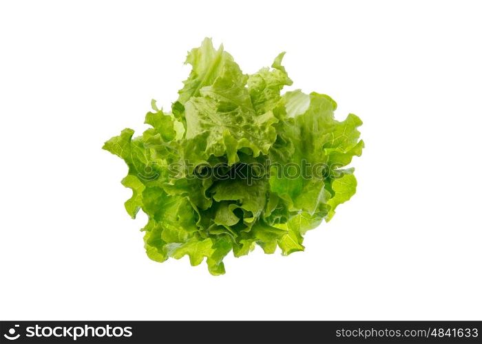 fresh green lettuce heart form in white background