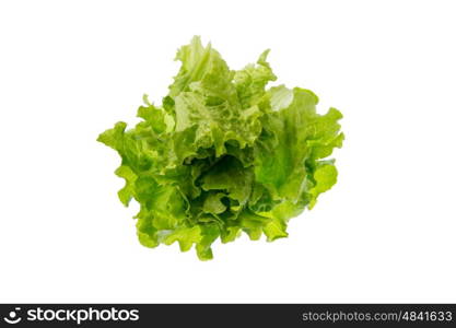 fresh green lettuce heart form in white background