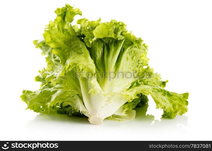 Fresh green lettuce isolated on a white background