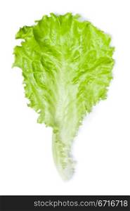 fresh green lettuce leaf isolated on white
