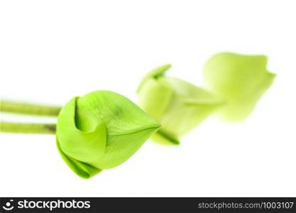 Fresh green lotus flower at white background, Scientific names are Nelumbo spp