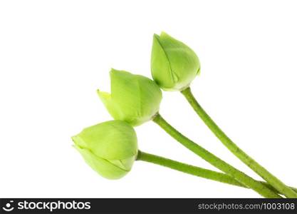 Fresh green lotus flower at white background, Scientific names are Nelumbo spp