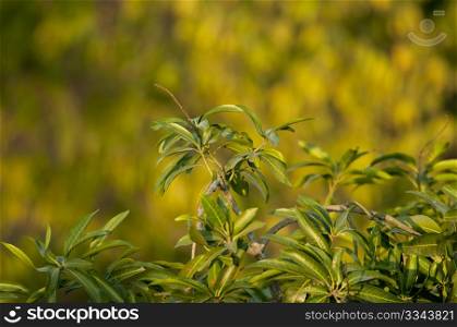 Fresh green mango leaves against a green natural background during sunset