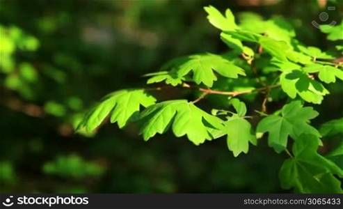 Fresh green maple leaves