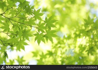 Fresh green maple leaves on the branch with daylight.