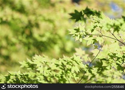 Fresh green maple leaves on the branch with daylight.