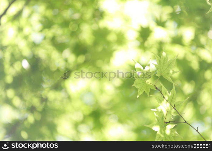 Fresh green maple leaves on the branch with daylight.