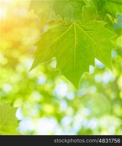 Fresh green maple leaves over blurred foliage background, sun light, spring season, abstract natural border