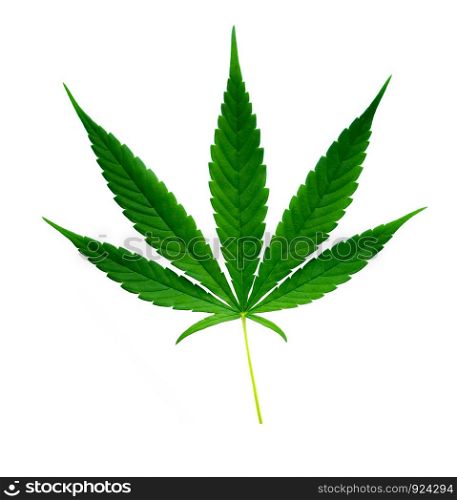 fresh green marijuana leaf isolated on white background