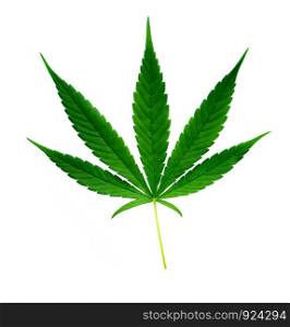 fresh green marijuana leaf isolated on white background